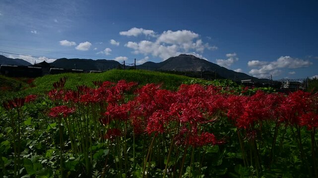 彼岸花の咲く東藤原駅に到着する普通列車 （三岐鉄道 三岐線 東藤原駅, 2024年10月）