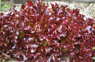 Red leaf lettuce growing in open ground. Concept of growing your own organic food.