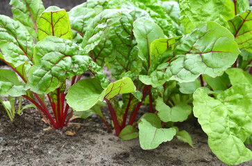 Growing leaf beet in open ground. Organic gardening concept.