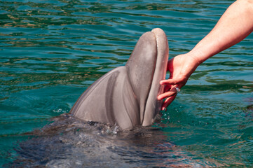 A dolphin is swimming in the water and a person is petting it