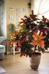 Croton in beige ceramic pot growing at cozy living room with couch sofa home interior © kostikovanata