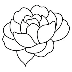 peony flower design