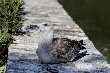 Big sea gull (Larus marinus) on a stone fence by the lake