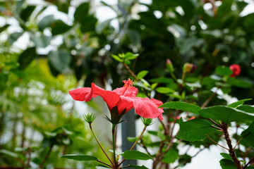 Close-up photo of red Hawaiian Rose of Sharon in bloom