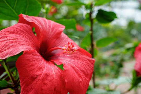 Close-up photo of red Hawaiian Rose of Sharon in bloom
