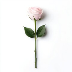 Pink rose with green leaves, isolated on a white background.