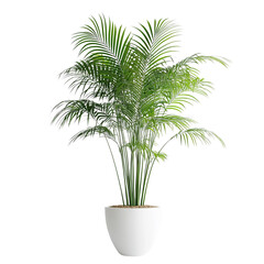 A vibrant indoor flower plant on transparent or white background