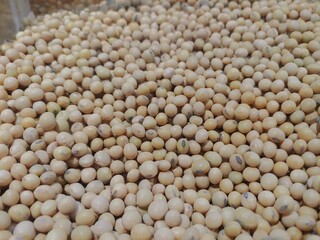 Soybeans grain as background, The soybean, soy bean, or soya bean is a species of legume native to East Asia, 
