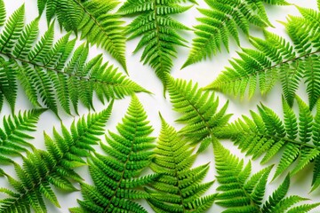 Breathtaking aerial shots showcase isolated green ferns against a white backdrop, perfect for nature-inspired and botanical themes, highlighting the delicate beauty of plant life.