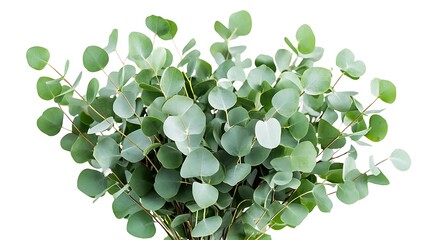 Vibrant Eucalyptus Bouquet: A Lush Collection of Silver Dollar Eucalyptus Branches