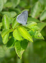 Close-up of a male Holly Blue butterfly, Celastrina argiolus, resting on a leaf. Its wings are...
