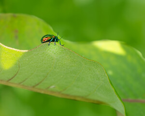A macro image of the dogbane beetle, Chrysochus auratus, crawling on the margin of a leaf. The side view shows its iridescent metallic green, blue, and yellow gold coloration, and segmented legs.
