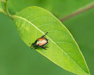 A close-up of an invasive Japanese Beetle, Popillia japonica. Dorsal view with iridescent copper wings and green thorax and head, and the white tuffs of hair under the wing covers. Native to Japan.