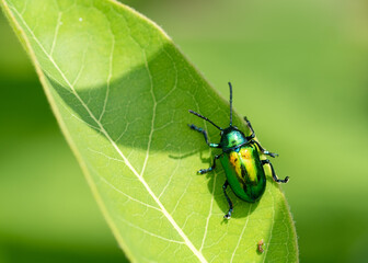 A macro image of the dogbane beetle, Chrysochus auratus, on a leaf. Dorsal view showing its shiny,...