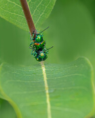 A close-up of mating dogbane beetles, Chrysochus auratus. Male and female dogbane beetles mate at...