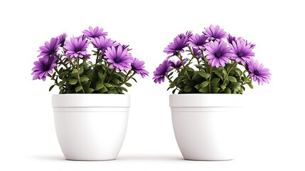 Two Purple Osteospermum Plants in White Pots, Isolated on White Background