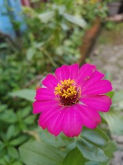 Obraz premium common zinnia pink flowers with out of focus background. Common Zinnia is one of the most famous flowering annuals of the genus Zinnia
