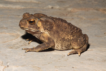 Asian black-spined toad (Duttaphrynus melanostictus) sitting on a rock near Hanoi, Vietnam.  These abundant toads are known by many common names. 