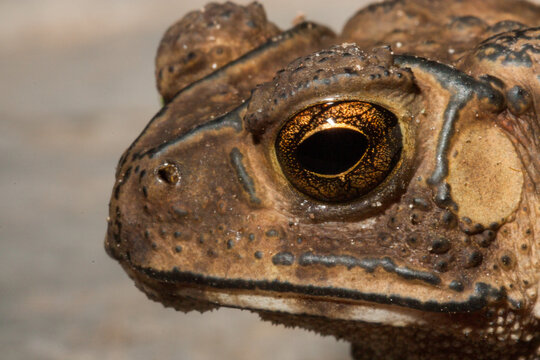 Close-up of the head of an Asian Common Toad (Duttaphrynus melanostictus) showing the distinct ridges that help identify this species.  Also known as the Spectacled Toad and Black-spined Toad.