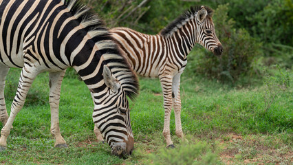 Mother zebra grazing next to her calf, Addo Elephant National Park, South Africa