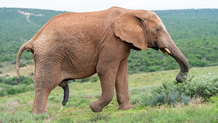 Obraz premium Bull elephant multitasking, Addo Elephant National Park, South Africa