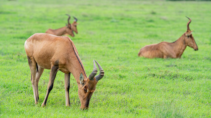 Herd of red hartebeests grazing and resting in the meadow, Addo Elephant National Park, South Africa