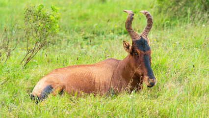 Red hartebeest relaxing in the grassland, Addo Elephant National Park, South Africa