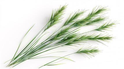 Fototapeta premium Nile grass isolated on a white background, top view.