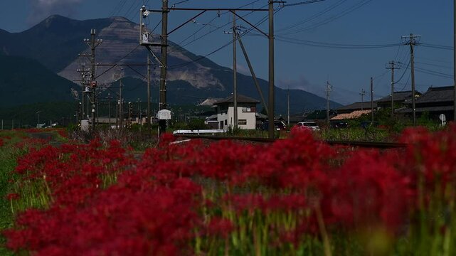 彼岸花の咲く藤原岳山麓を走る普通列車 （三岐鉄道 三岐線 三里 - 丹生川, 2024年10月）