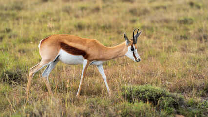 Springbok closeup at Mountain Zebra National Park, Eastern Cape, South Africa 