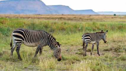 Zebras grazing in the meadow at Mountain Zebra National Park, Eastern Cape, South Africa 