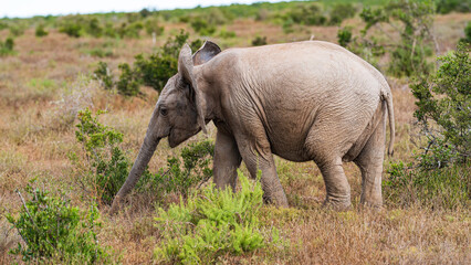 Fototapeta premium Elephant feeding on twigs in the bush, Addo Elephant National Park, South Africa