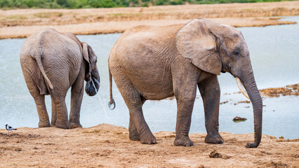 Elepants quenching their thirst at Rooidam, Addo Elephant National Park, South Africa