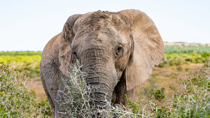 Closeup with an elephant in the bush, Addo Elephant National Park, South Africa