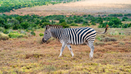 Closeup of a zebra strolling in the meadow, Addo Elephant National Park, South Africa