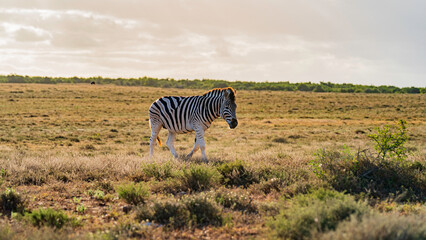 Zebra patrolling the meadow, Addo Elephant National Park, South Africa
