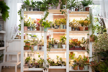 Home indoor garden hobby many potted plant placing on wooden shelves with light illumination