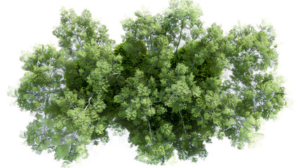 Obraz premium Plane and Silver Birch Trees: Top view, area view, isolated on a transparent background, 3D illustration.