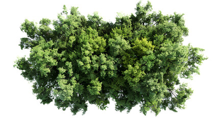 Obraz premium Plane and Silver Birch Trees: Top view, area view, isolated on a transparent background, 3D illustration.