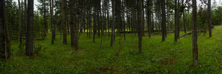 Fototapeta premium Panorama Of Thin Path Into Sparce Forest in Yellowstone