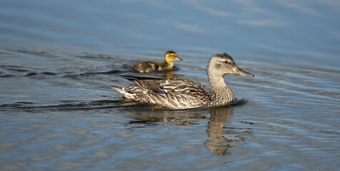 Profile Of Blue-Winged Teal and Duckling Swimming