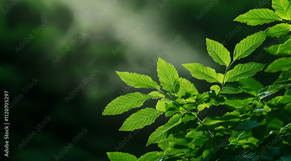 Poster lush green leaves bask in soft light, creating a serene and refreshing atmosphere in a natural setti
