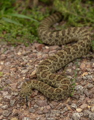Rattle Snake With Black Tongue Stuck Out