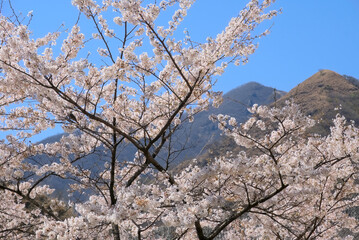 栃木県日光市足尾町、銅親水公園の桜と中倉山