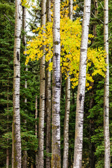 Obraz premium A row of trees with a single yellow leaf in the middle