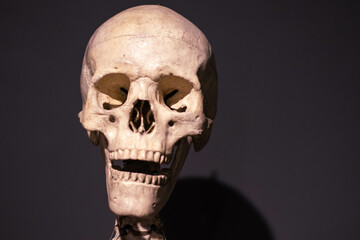 human skull on black