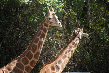 Giraffes 