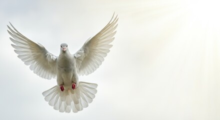 Obraz premium White dove in flight against bright sky with sunlight rays