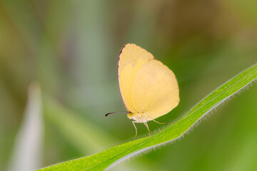The beautiful orange little dragonfly inhabits the leaves