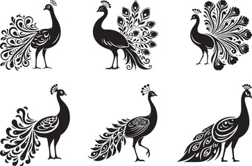 Peacock set vector illustration, Peacock silhouette vector illustration